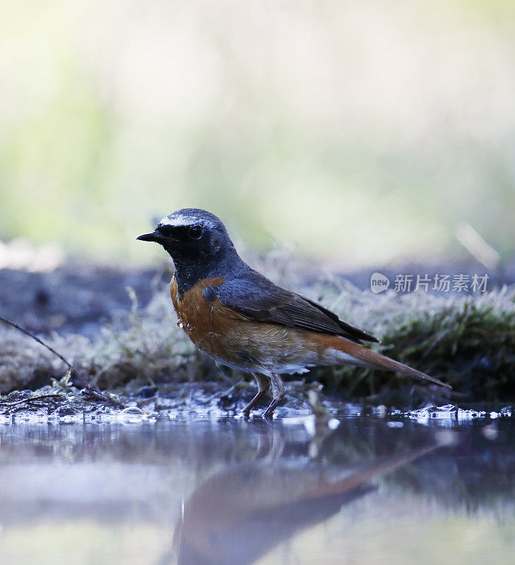 普通红雀(Phoenicurus Phoenicurus)雄性